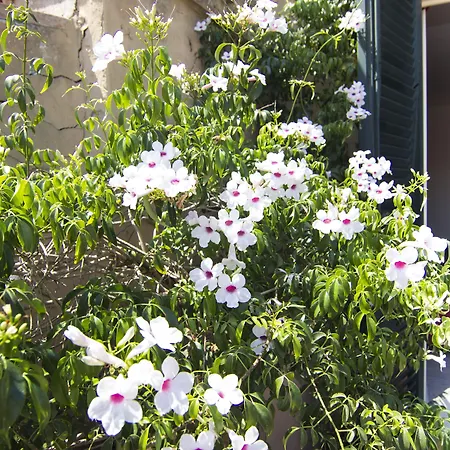 Bed & Breakfast 7 Pisa